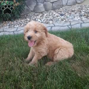 Molly, Mini Goldendoodle Puppy